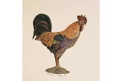 Large image, click to enlarge