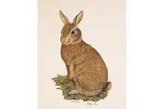 Large image, click to enlarge
