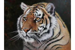 Large image, click to enlarge