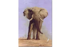 No frame image, click to enlarge