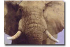 Large image, click to enlarge