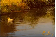 Signature image, click to enlarge