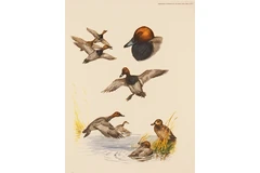 No frame image, click to enlarge