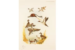 No frame image, click to enlarge