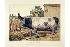 No frame image, click to enlarge
