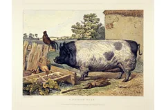Large image, click to enlarge