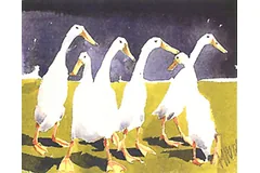Large image, click to enlarge