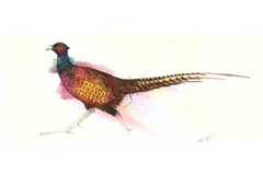 Large image, click to enlarge