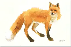 No frame image, click to enlarge