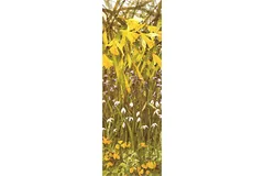 Large image, click to enlarge