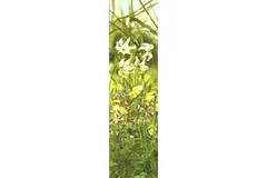Large image, click to enlarge