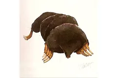 Large image, click to enlarge