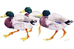 No frame image, click to enlarge