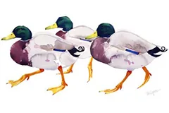 Large image, click to enlarge