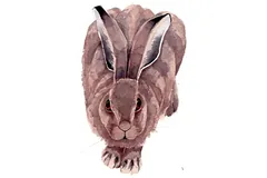 Large image, click to enlarge
