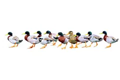 Large image, click to enlarge