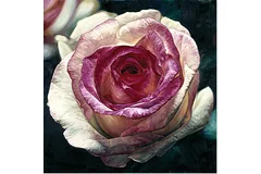 No frame image, click to enlarge