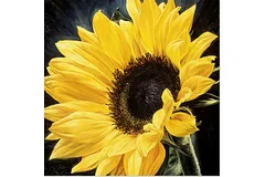 No frame image, click to enlarge