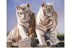 No frame image, click to enlarge