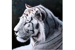 No frame image, click to enlarge