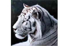 Large image, click to enlarge