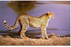 No frame image, click to enlarge