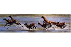 No frame image, click to enlarge
