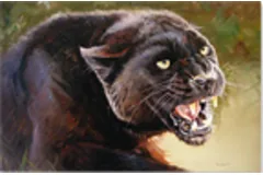 Large image, click to enlarge