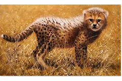 No frame image, click to enlarge