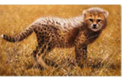 Large image, click to enlarge