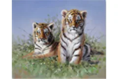 Large image, click to enlarge
