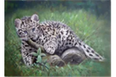Large image, click to enlarge
