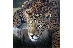 No frame image, click to enlarge