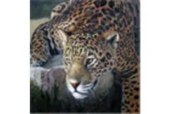 Large image, click to enlarge
