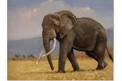 No frame image, click to enlarge