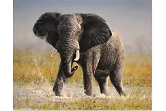 No frame image, click to enlarge