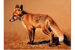No frame image, click to enlarge