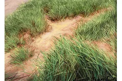 Signature image, click to enlarge