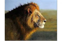 No frame image, click to enlarge