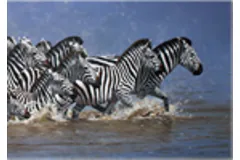 Large image, click to enlarge