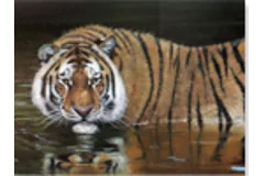 Large image, click to enlarge