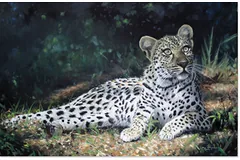 No frame image, click to enlarge