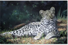 Large image, click to enlarge