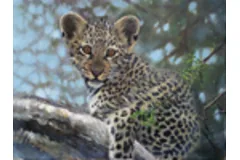 Large image, click to enlarge