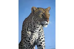 No frame image, click to enlarge
