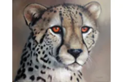 Large image, click to enlarge