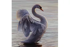 No frame image, click to enlarge