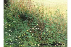 Signature image, click to enlarge