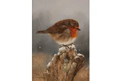 No frame image, click to enlarge