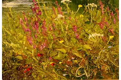 Signature image, click to enlarge